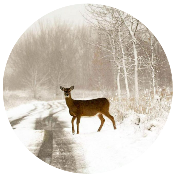 Cerf dans la neige